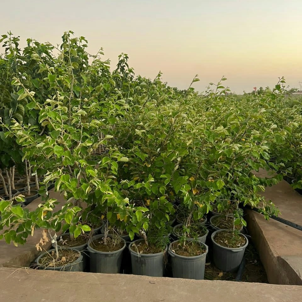 کنار سیبی پیوندی