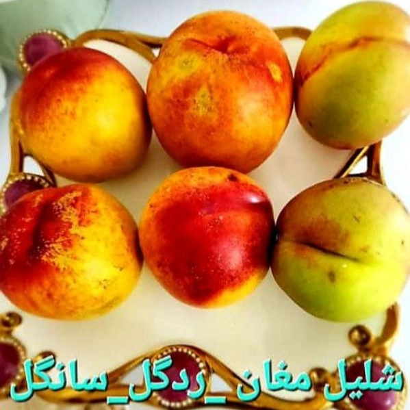 نهال هلو