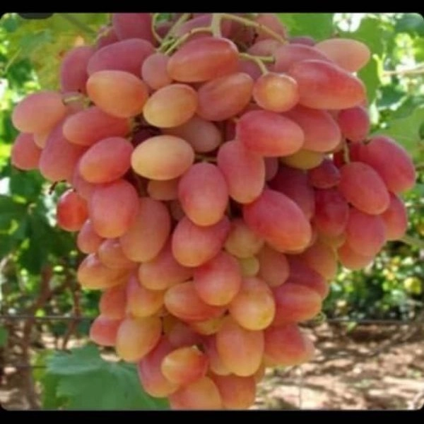 انگور شاهرودی