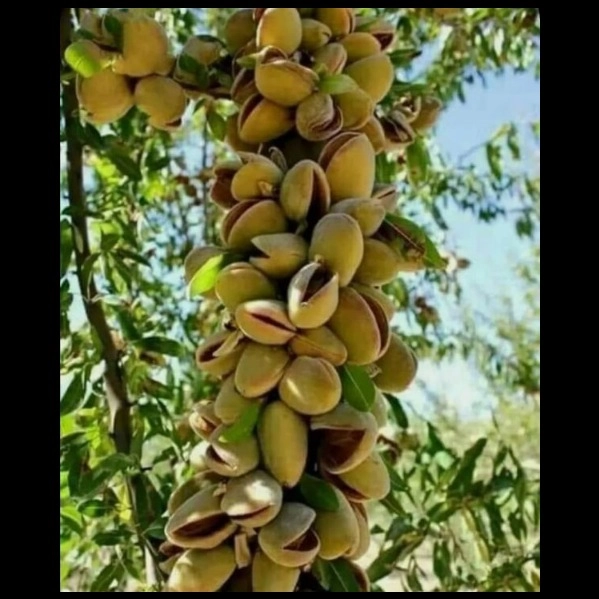بادام فرانیس