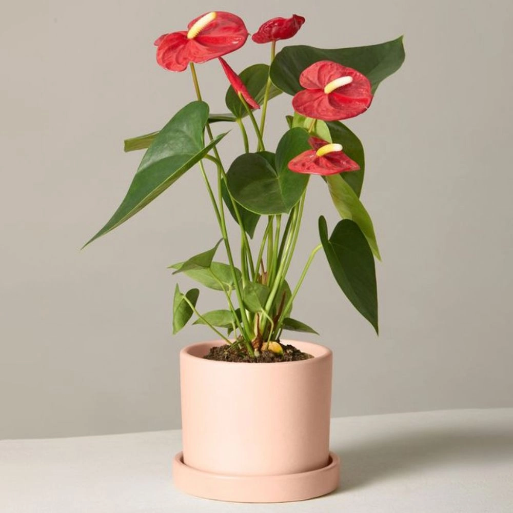 آنتوریوم