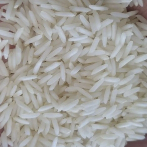 برنج شیرودی
