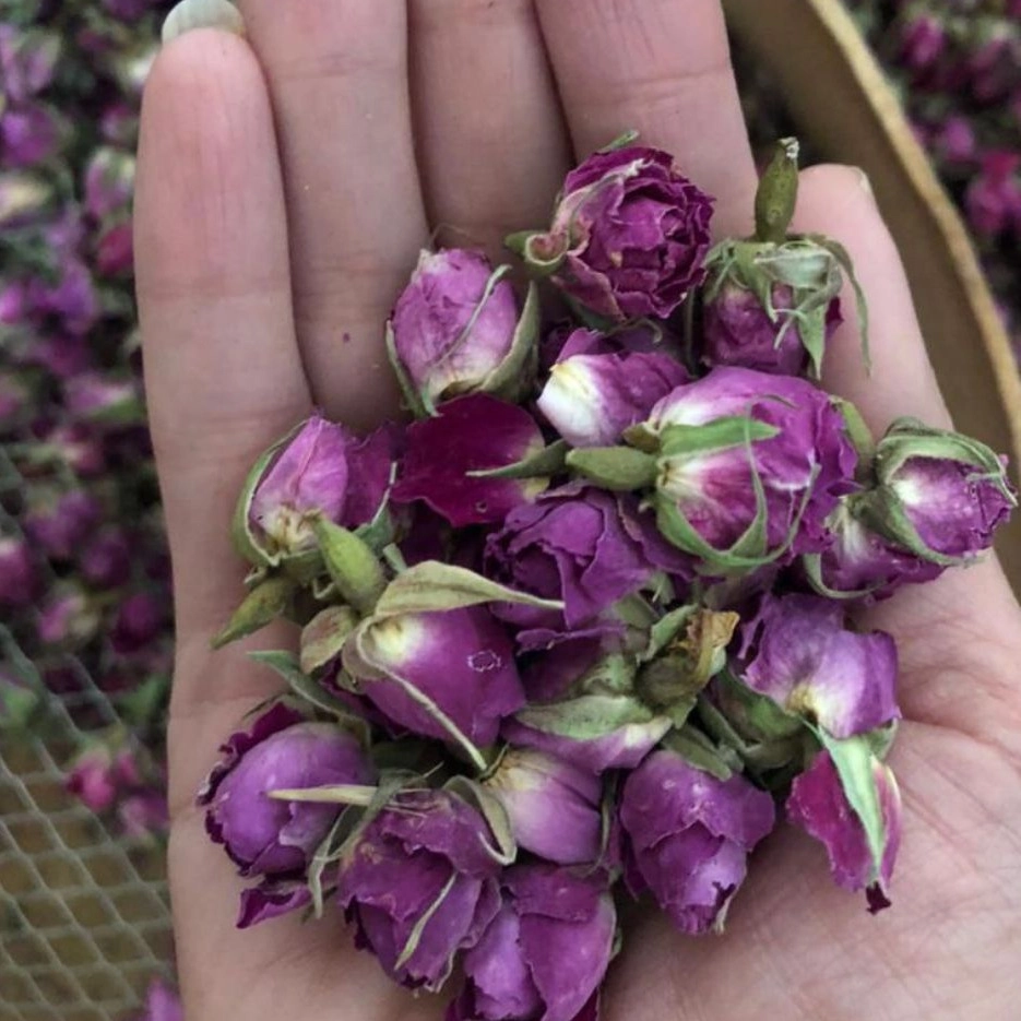 صادرات غنچه گل محمدی به عراق