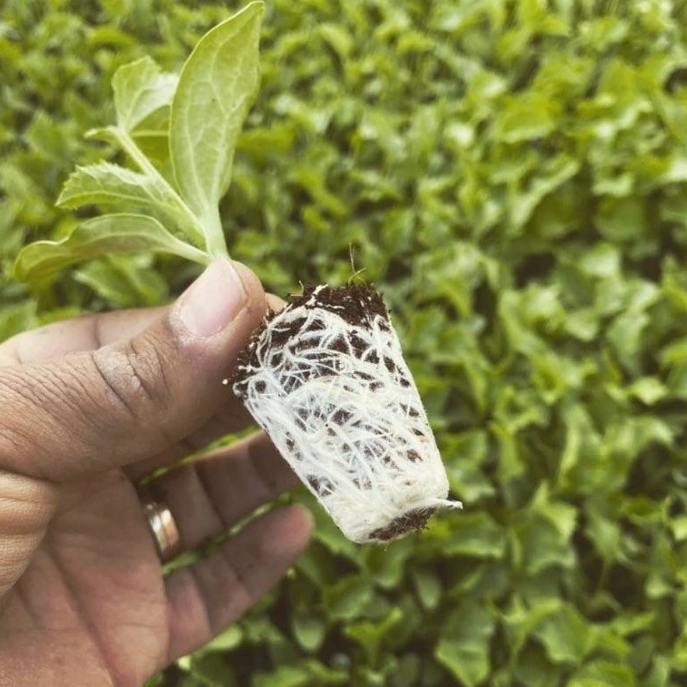 خرید نشا طالبی خرید نشا طالبی