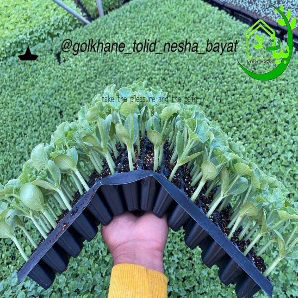 نشا هندوانه نشا هندوانه