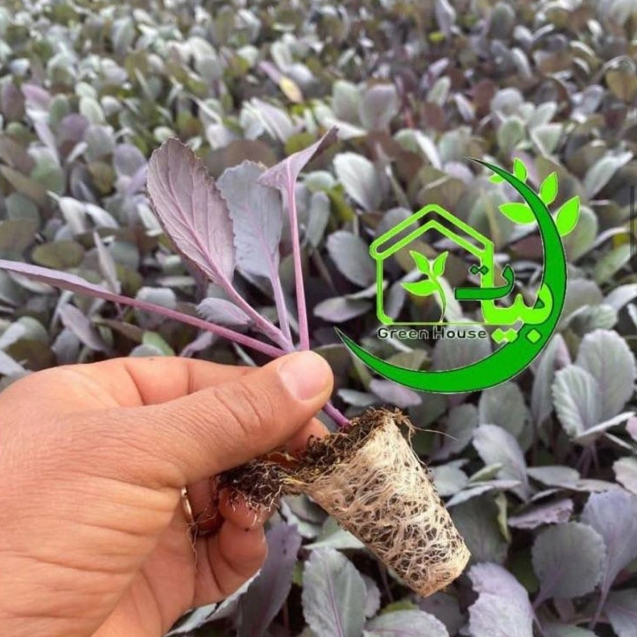 نشا کلم بنفش