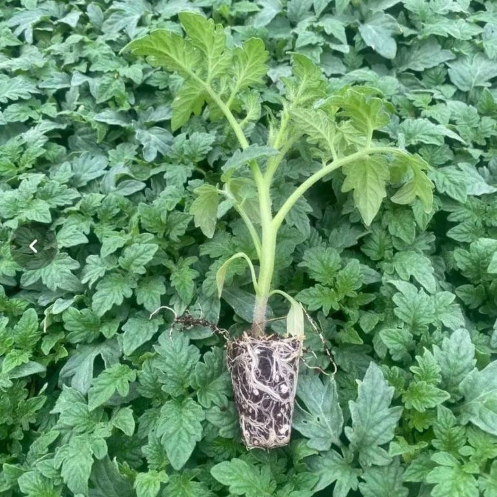 نشا گوجه