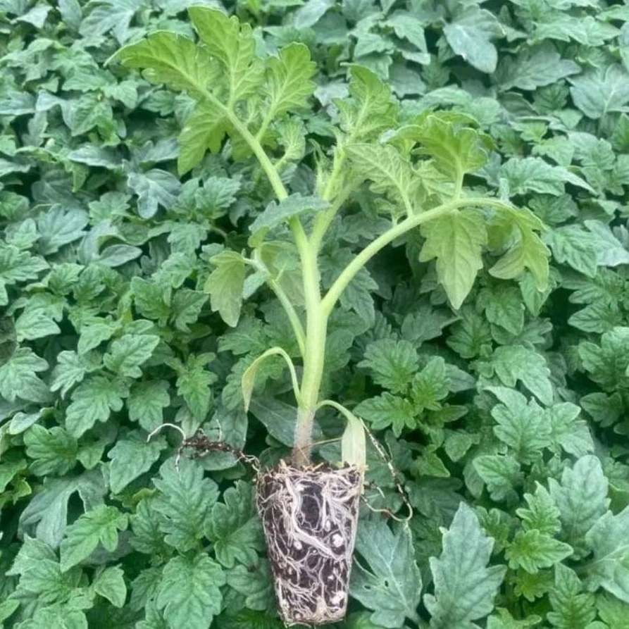 نشا گوجه