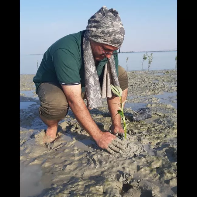 کاشت نهال برای حفظ جنگل حرا