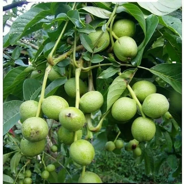 گردو