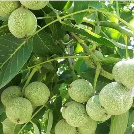 گردو ژنوتیپ گردو ژنوتیپ