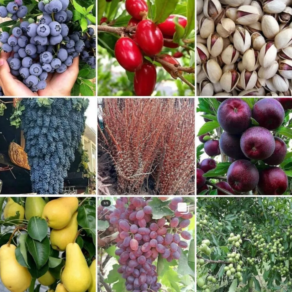 نهال میوه