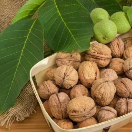 نهال گردو