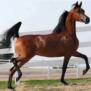 پرورش اسب
