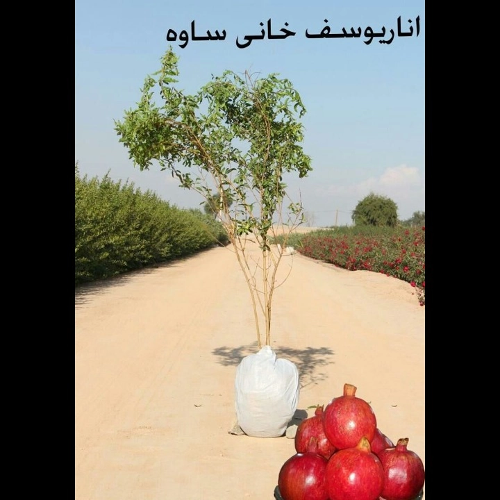 1693911818146.webp