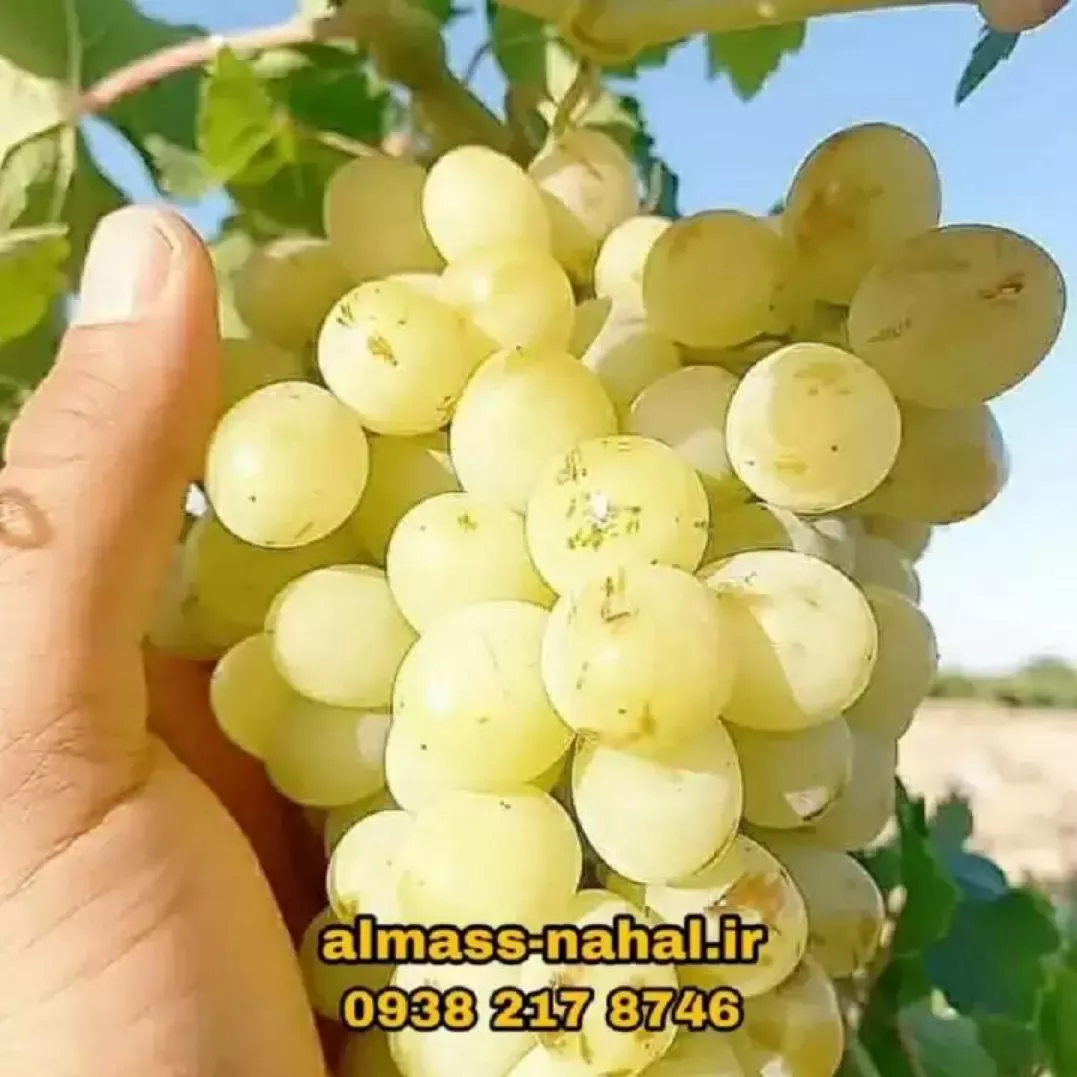 نهالستان الماس نهال در میاندوآب