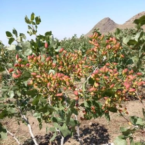 نهالستان حیدران