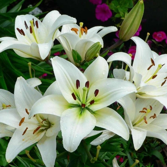 گل فروشی احسان کلاسیک