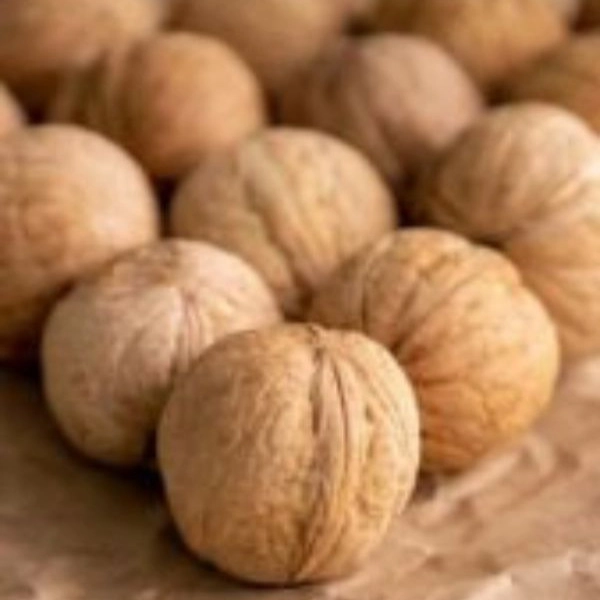 آجیل و خشکبار دستوریان