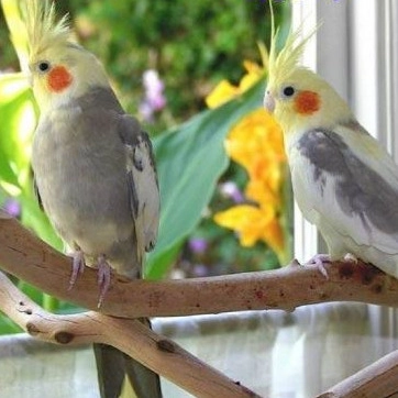 طوطی آرمین پاروت