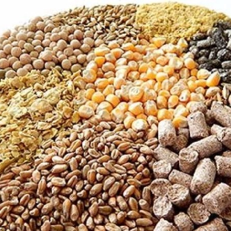 فروش عمده خوراک دام و طیور