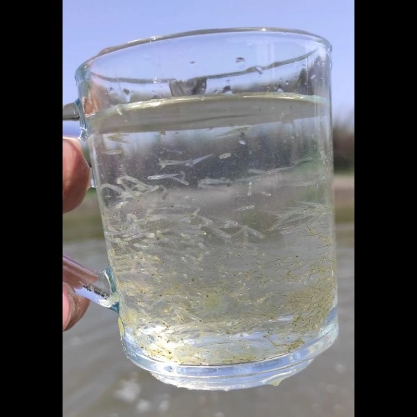 لارو ماهی امور