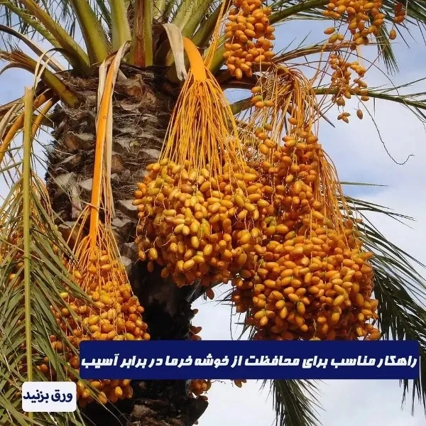 شبکه توری ضدسرمازدگی