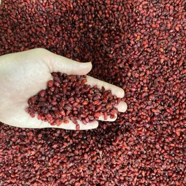 حبوبات و برنج کام فیروز اکبری