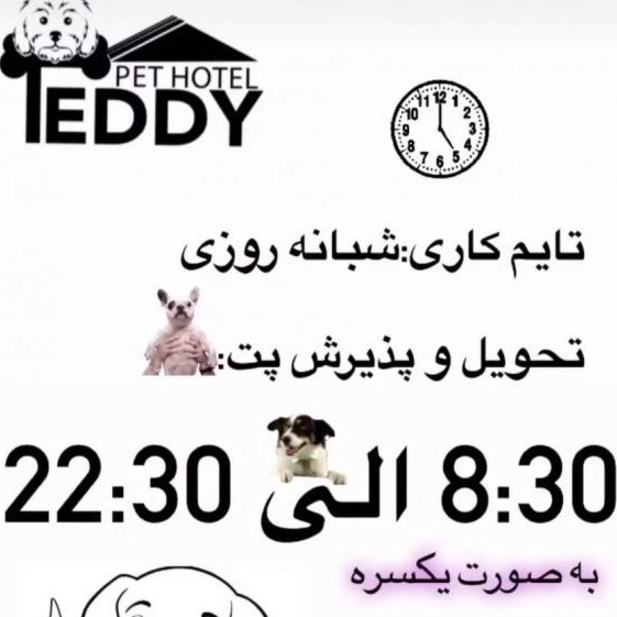 سگ تدی