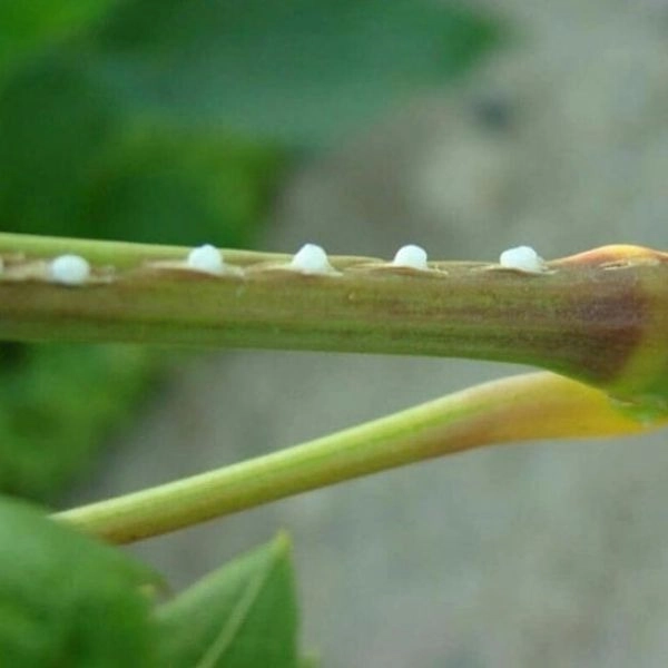 داروخانه گیاه پزشکی