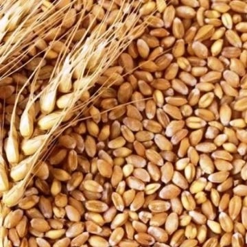 محصولات کشاورزی خدابخشی ،تولید و فروش عدس گندم و جو درخوزستان