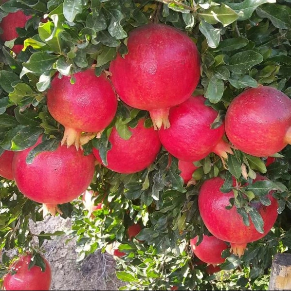 1720936778582.webp