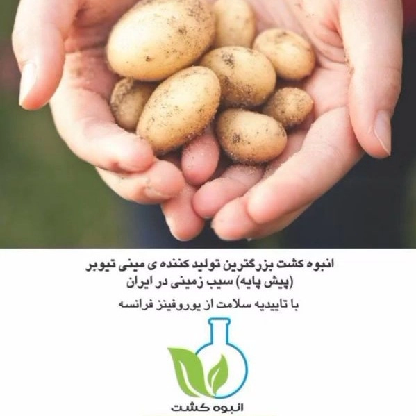 تولید و فروش سیب زمینی شرکت انبوه کشت اصفهان