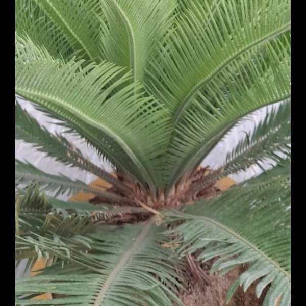 1722923087451.webp