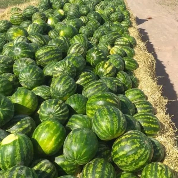 شرکت بهشت جنوب