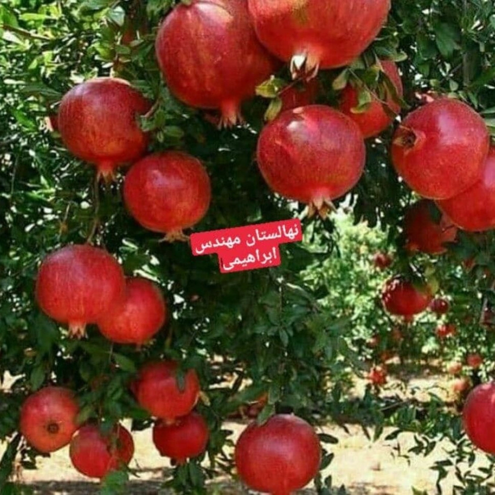 1731220876504.webp