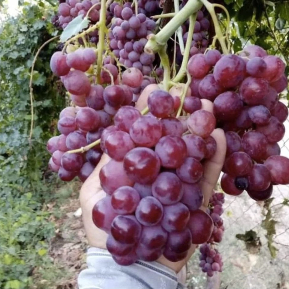 تولید انواع نهال گردو و نهال میوه پر ثمر نهالستان اسدلو در خوی آذربایجان غربی