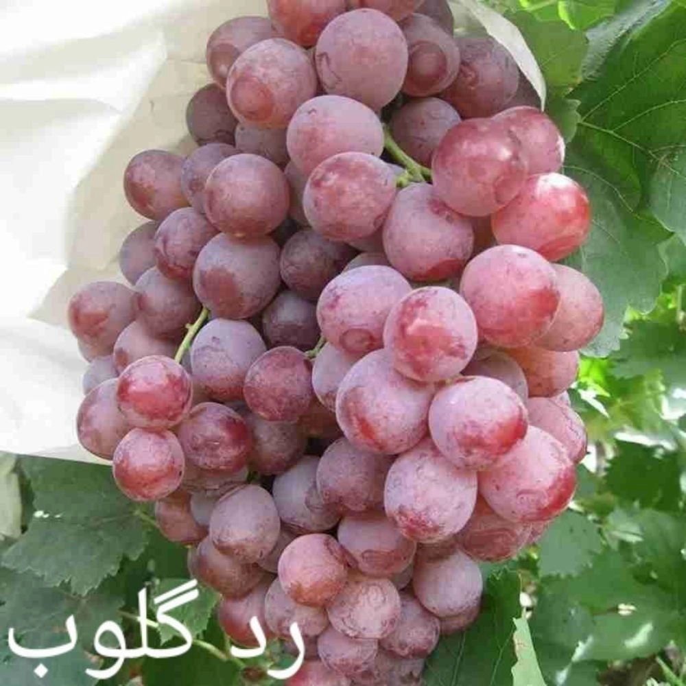 1734589415040.webp