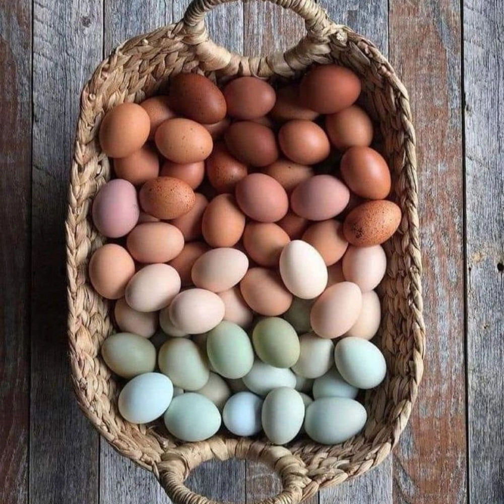 محصولات ارگانیک مزرعه عموعلی