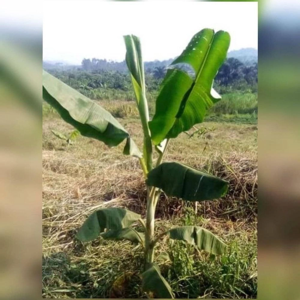 تاثیر کودهای زیستی و بیولوژیک بارور ۲ بر روی درخت موز   اوگاندا 🇺🇬 - ۲۰۲۱
