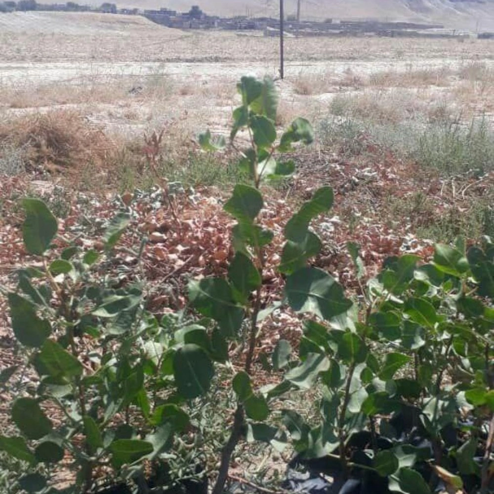 1739685489685.webp