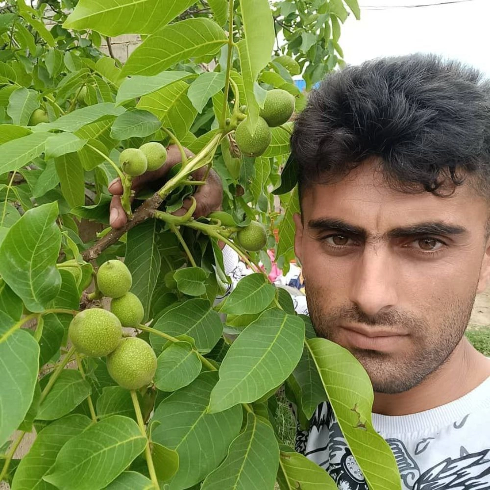 نهالستان سرسبز خیری
