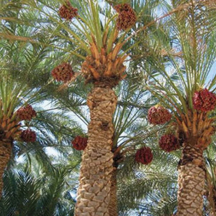 عرضه کننده نخل های خرما
