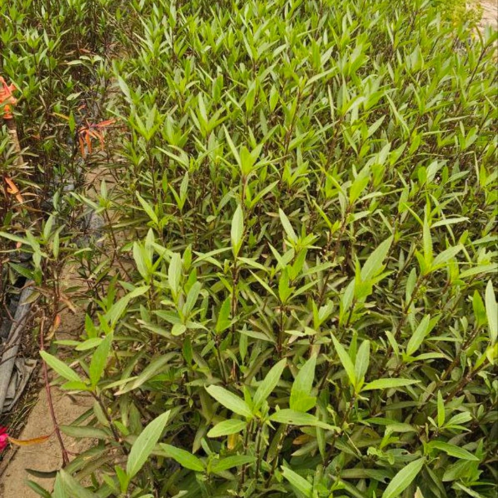 1756887093734.webp