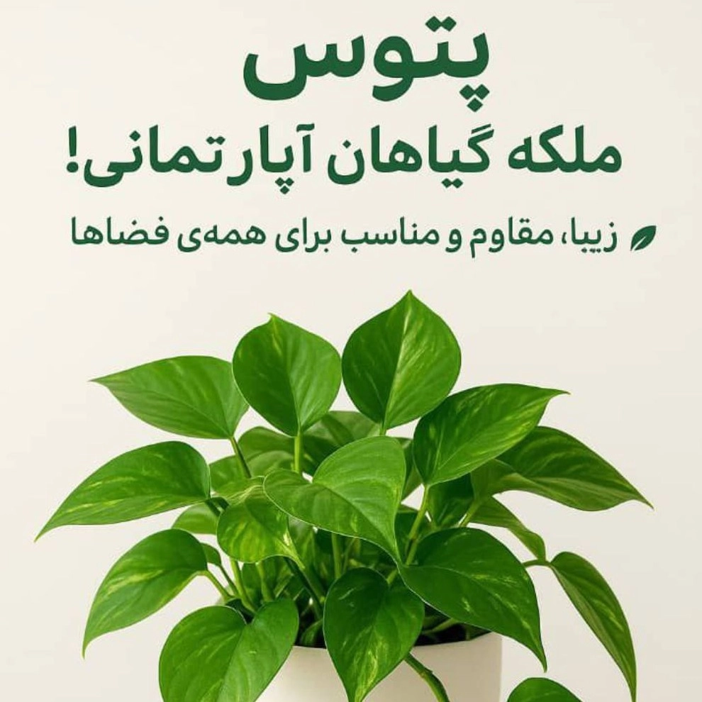 1758975724852.webp