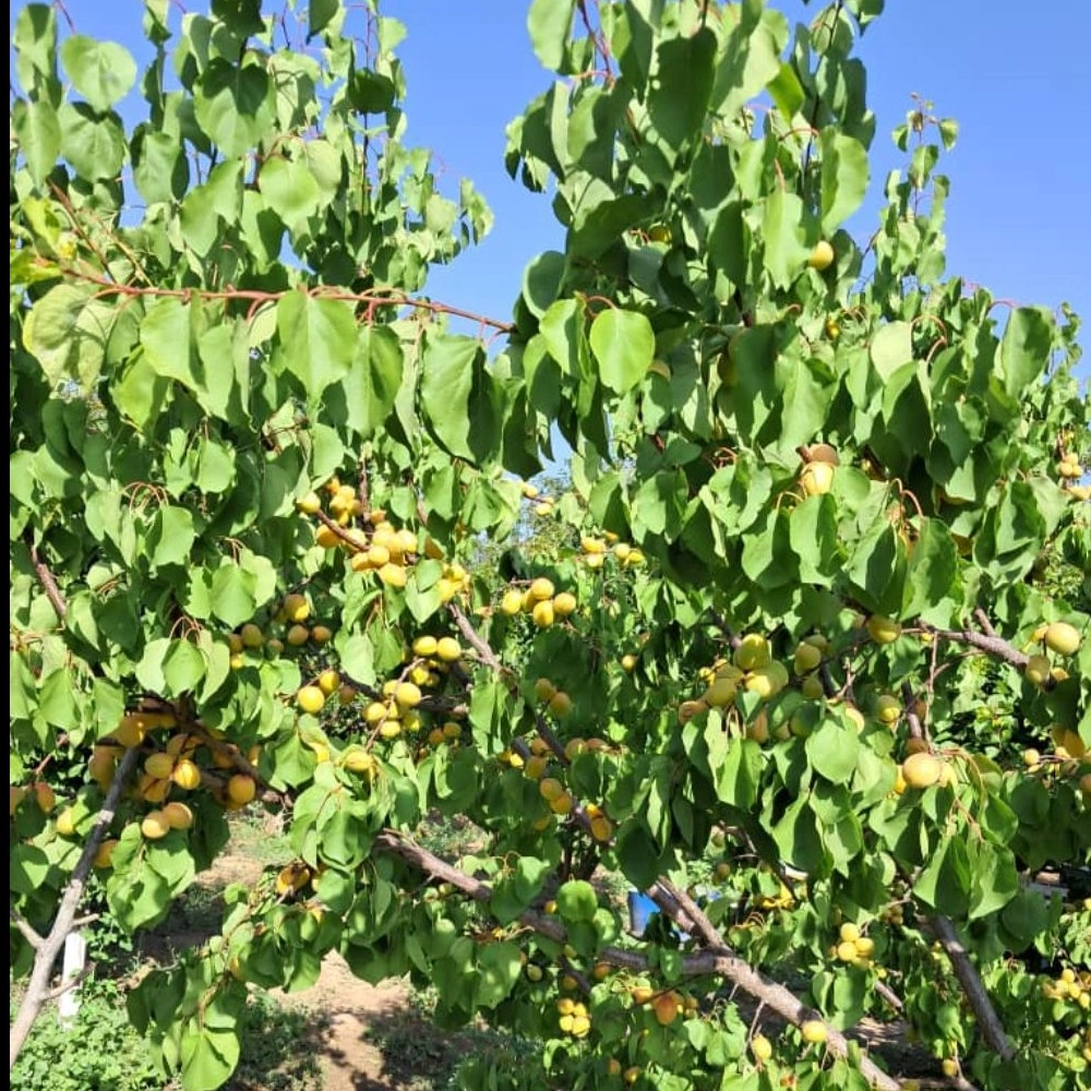 نهالستان