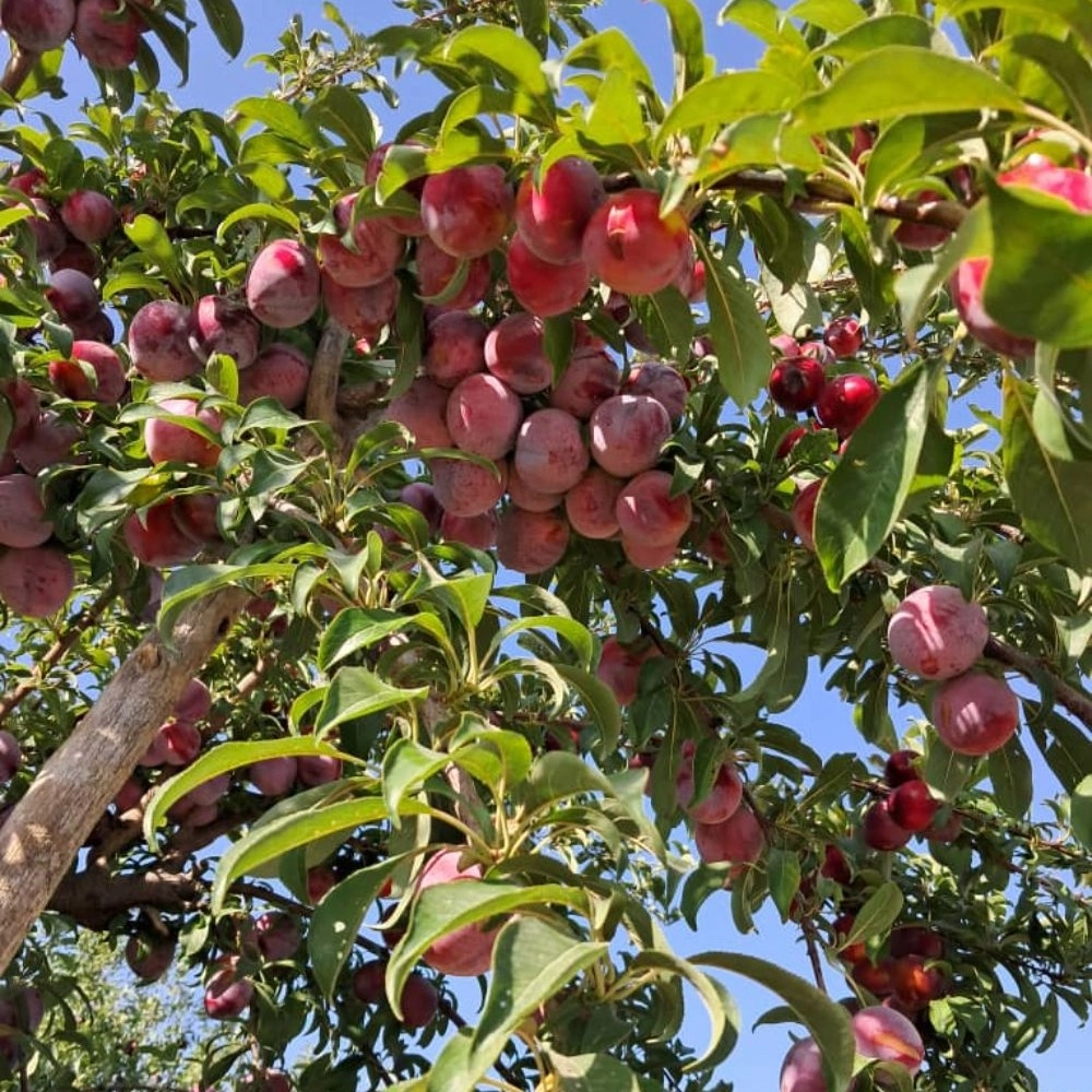 نهالستان