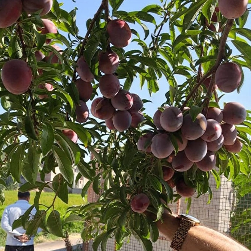 نهالستان