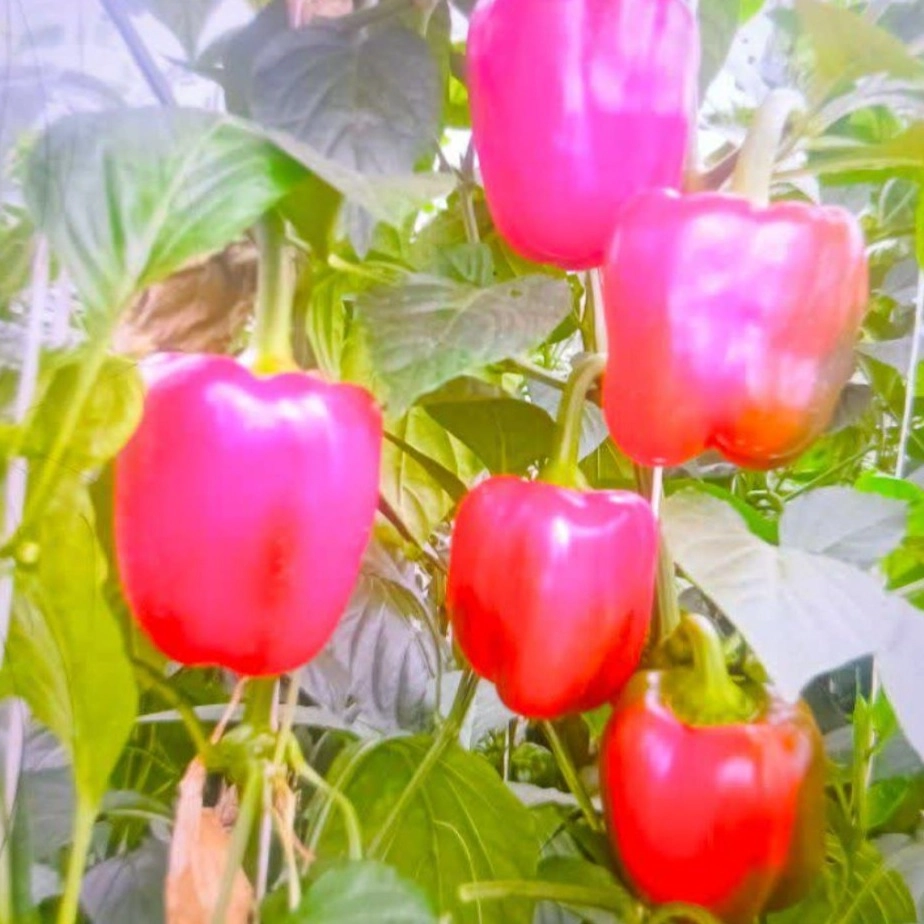 1777451154964.webp