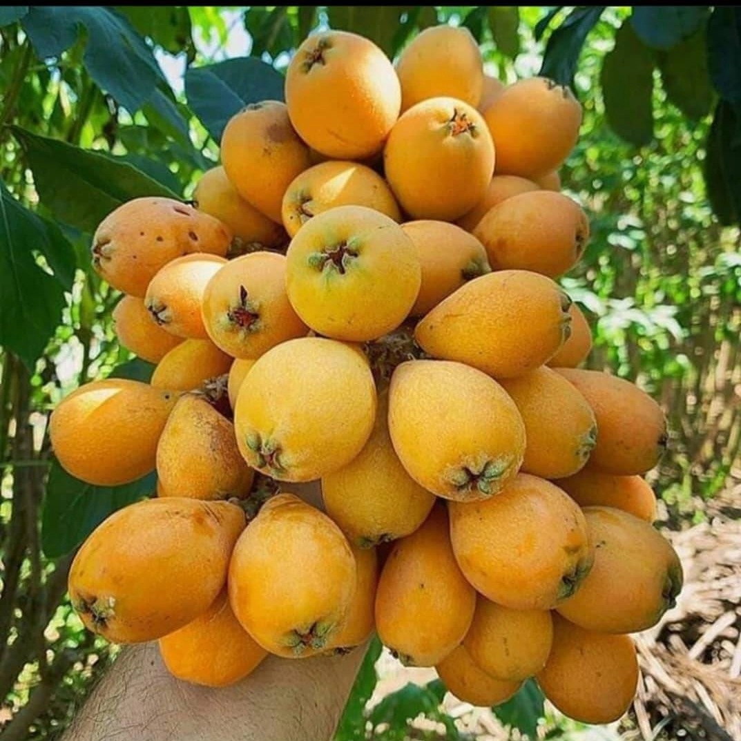 نهالستان در دماوند